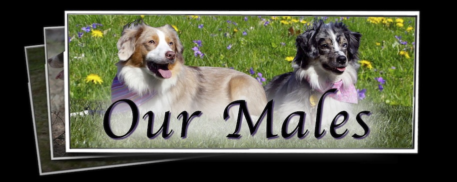 Our Males