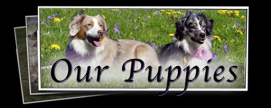 Our Puppies
