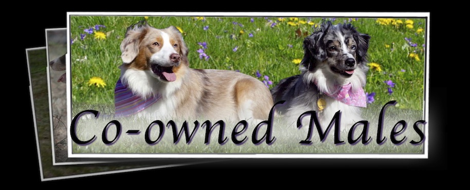 Co-owned Males