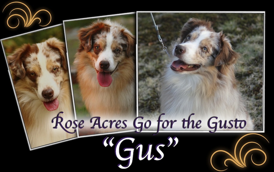 Rose Acres Go for the Gusto, Gus