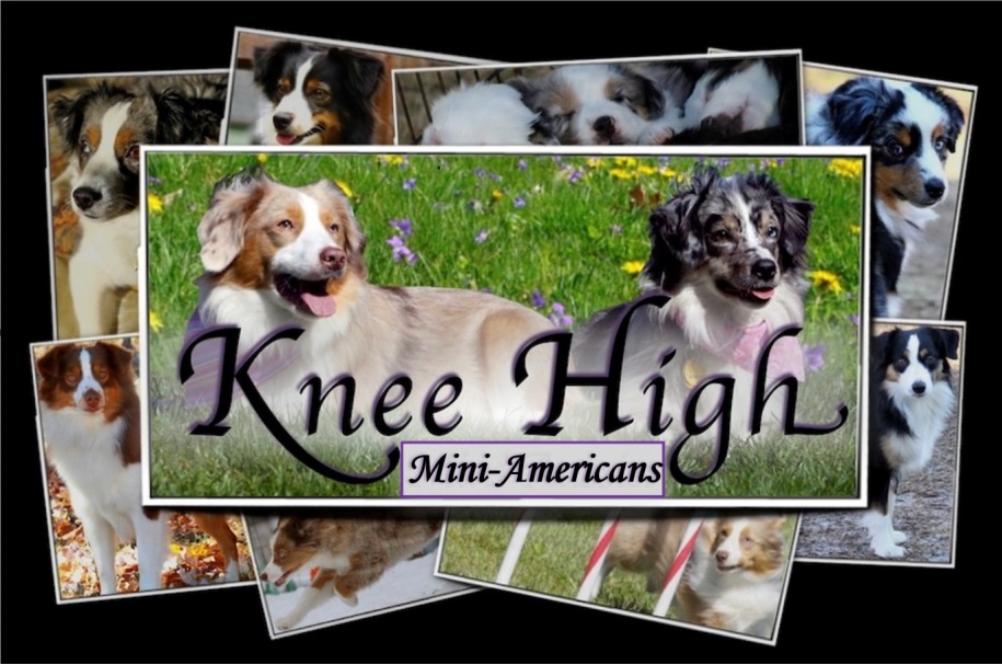 Knee High Mini Aussies