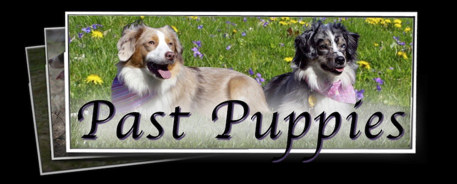 Past Puppies